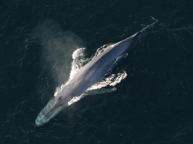 Blue whales mostly prefer their right side to maximise efficiency similar to right-handed humans Blue whales mostly prefer their right side to maximise efficiency similar to right-handed humans