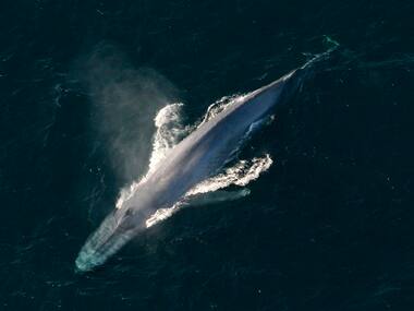 Blue whales mostly prefer their right side to maximise efficiency similar to right-handed humans