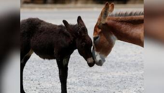 Asinine criminals: Horses, donkeys kept in Uttar Pradesh jail for damaging plants