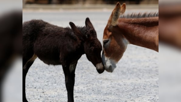 'Incarcerated' donkeys released from Uttar Pradesh jail on BJP leader's recommendation