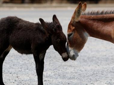 Asinine criminals: Horses, donkeys kept in Uttar Pradesh jail for damaging plants