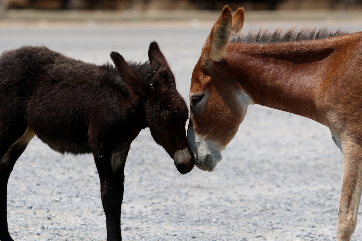 Asinine criminals: Horses, donkeys kept in Uttar Pradesh jail for damaging  plants-India News , Firstpost