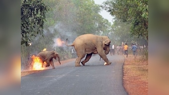 'Humans wiped out 60% of wildlife population since 1970': WWF report reveals 'scary statistics'