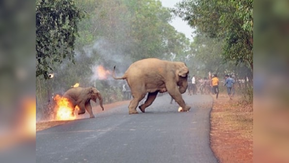 'Humans wiped out 60% of wildlife population since 1970': WWF report reveals 'scary statistics'