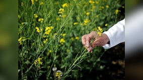 Scientist finds a new strains of soil bacteria that could be used to develop bio-pesticides in the future