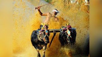 Kambala row, Part 2: How the buffalo-racing sport helped counter Naxalism in a coastal hamlet