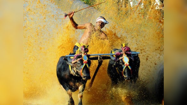 Kambala row, Part 2: How the buffalo-racing sport helped counter Naxalism in a coastal hamlet