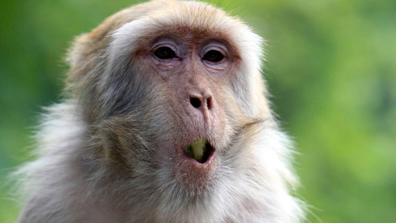 No monkey business in US: San Francisco appeals court favours human ...