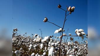 Allegations against Monsanto of 'unsafe' Bt products and 'health risks' are blatantly inaccurate