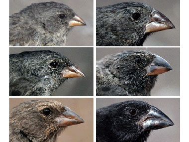 Researchers find direct evidence that new species can arise with just two generations Researchers find direct evidence that new species can arise with just two generations