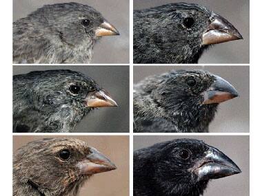 Researchers find direct evidence that new species can arise with just two generations