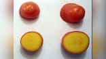 Researchers create "golden potato" that can reduce diseases in developing nations