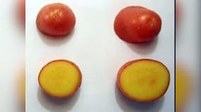 Researchers create "golden potato" that can reduce diseases in developing nations