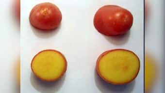 Researchers create "golden potato" that can reduce diseases in developing nations