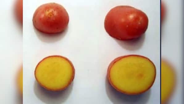 Researchers create "golden potato" that can reduce diseases in developing nations