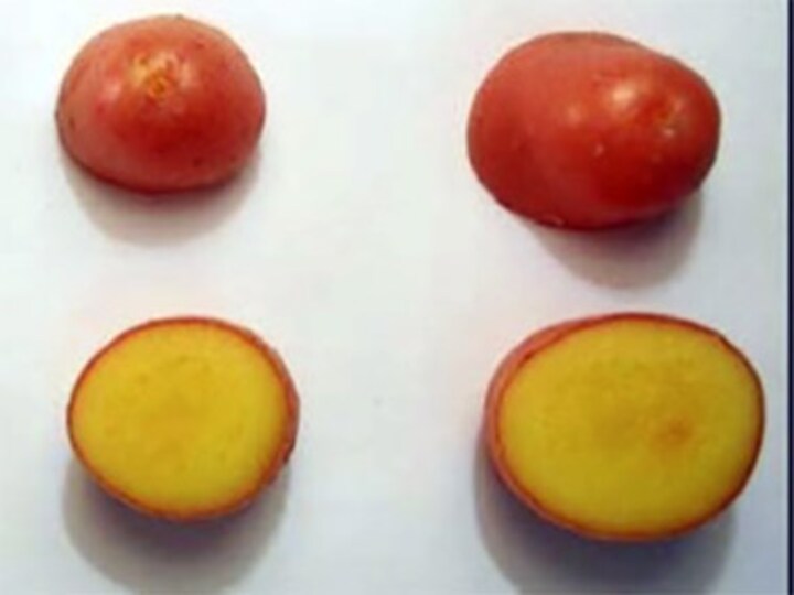 Researchers create "golden potato" that can reduce diseases in developing nations