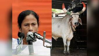 Mamata Banerjee govt to distribute cows to families ahead of West Bengal's 2018 panchayat election