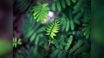 DNA barcoding helps in checking illicit trade of endangered plant species