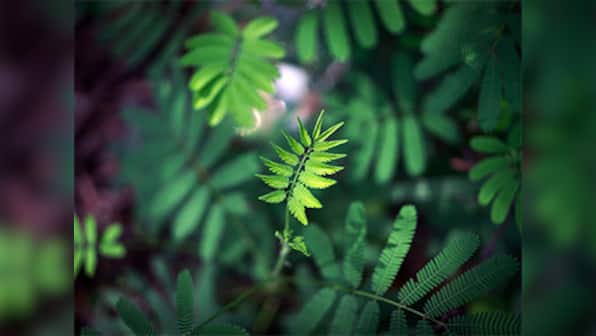 DNA barcoding helps in checking illicit trade of endangered plant species