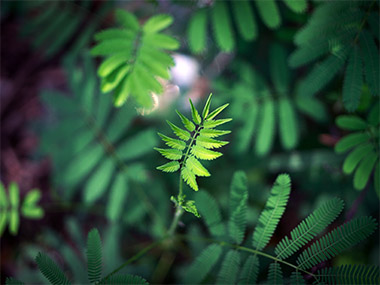 Plants release around 30 percent more carbon dioxide than previously predicted: Study Plants release around 30 percent more carbon dioxide than previously predicted: Study