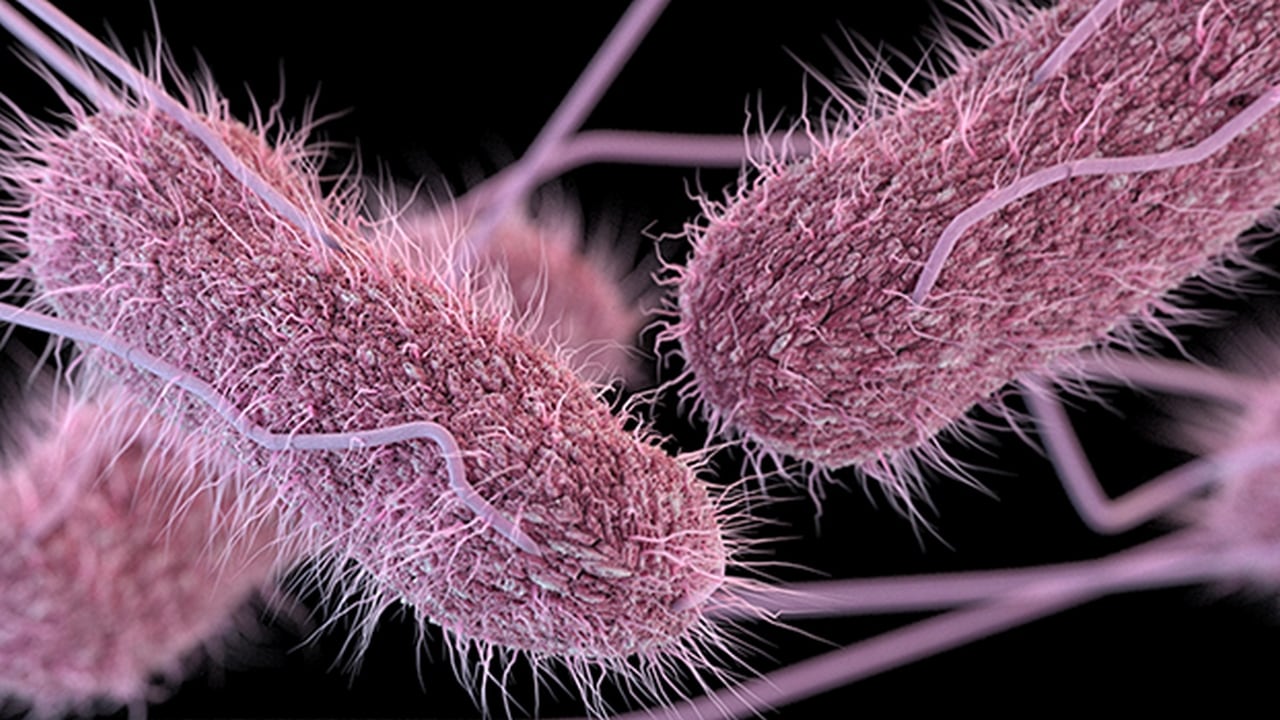 Scientists decipher how Salmonella bacteria survives in ...