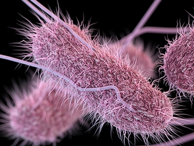 Scientists decipher how Salmonella bacteria survives in human cells Scientists decipher how Salmonella bacteria survives in human cells