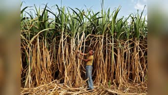 Tamil Nadu farmers cut off sugarcane supply to Thanjavur mill over Rs 32 crore arrears