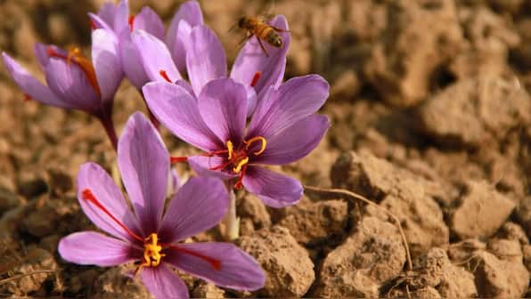 Kashmir's saffron harvest sees sharp decline