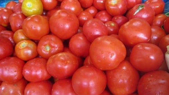 British gardener sets world record by growing over 1200 tomatoes from single stem, check post