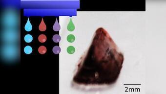 Scientists develop a method to print stable biological structures; could be applied to printing human organs in future