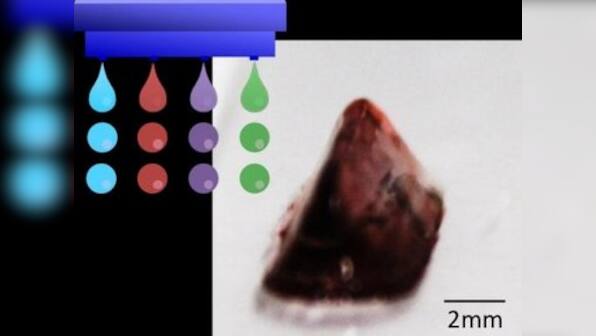 Scientists develop a method to print stable biological structures; could be applied to printing human organs in future