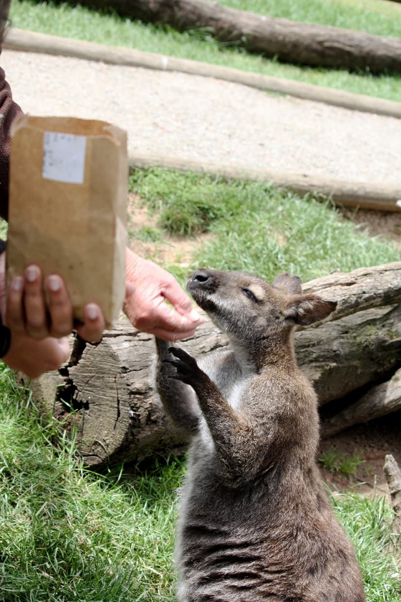 Feeding wallabies is one of the things you can do at Gorge National Park 
