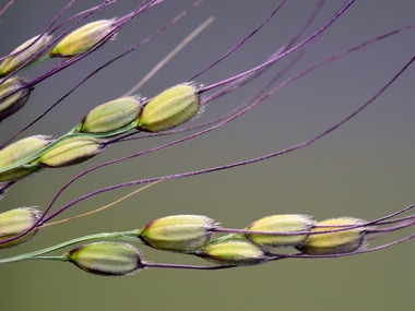 Nagaland to revive traditional rice varieties in wake of climate change Nagaland to revive traditional rice varieties in wake of climate change