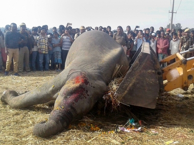 Guwahati-Naharagun train hits herd of seven elephants in Assam; five tuskers killed Guwahati-Naharagun train hits herd of seven elephants in Assam; five tuskers killed