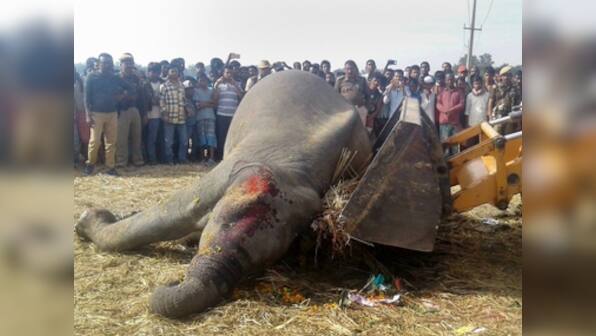 Guwahati-Naharagun train hits herd of seven elephants in Assam; five tuskers killed