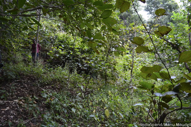 biodiversity_620 Indiaspend