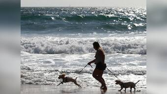 India needs more companies that offer professionals dog walkers, emergency pet taxis and other flexible services