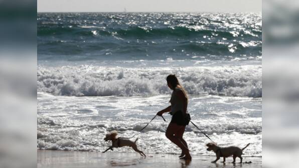 India needs more companies that offer professionals dog walkers, emergency pet taxis and other flexible services