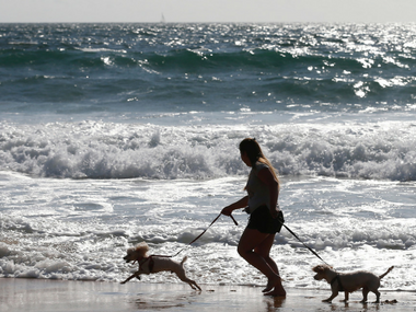 India needs more companies that offer professionals dog walkers, emergency pet taxis and other flexible services India needs more companies that offer professionals dog walkers, emergency pet taxis and other flexible services