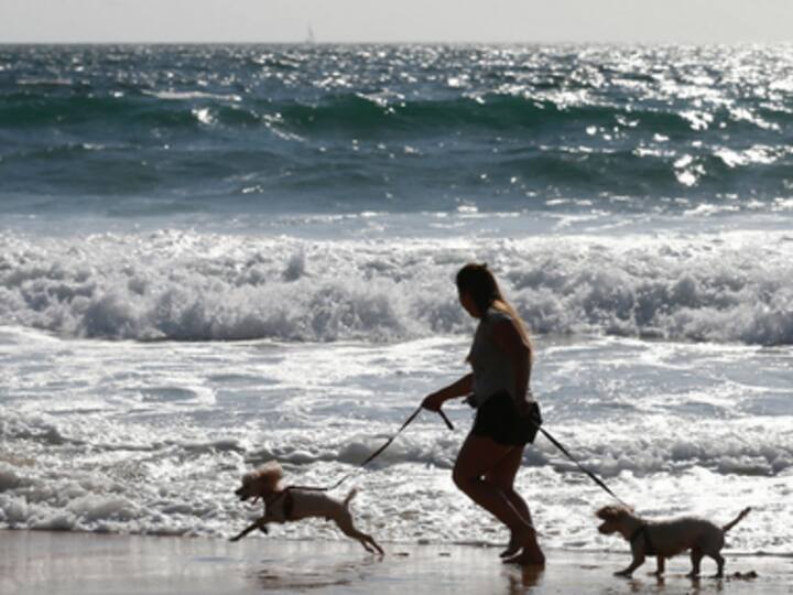 India needs more companies that offer professionals dog walkers, emergency pet taxis and other flexible services