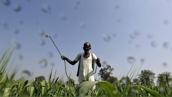 Plants may soon create own fertiliser by using atmospheric nitrogen: Study