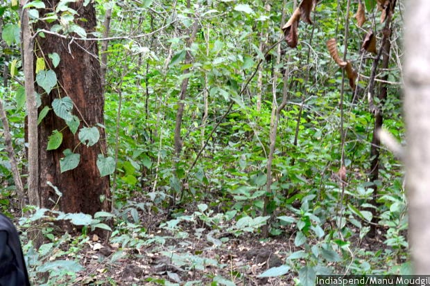 Mehul, the largest creeper of India, had become scarce in the forest of Pondi village, Madhya Pradesh. It is now abundantly available thanks to efforts of villagers who studied the bio wealth of their area and implemented conservation practices.
