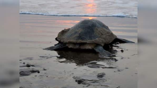 In unique rescue operation, Coast Guard rescues endangered Olive Ridley turtle near Andaman and Nicobar islands