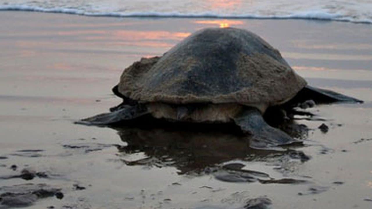 Olive Ridley turtles nest in Mumbai's Versova beach as 80 hatchlings ...