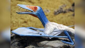 Palaeontologists 300 well preserved fossilised eggs of pterosaurs, providing insights into the embryological details of the ancient flying animals