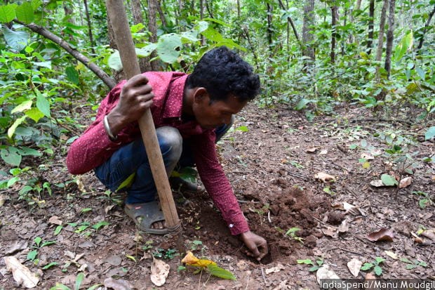 Ram Prasad, a member of a study group that recorded the bio wealth of the forest, digging out a tuber in the forest of Pondi village, Madhya Pradesh. “We were able to convince people that saving the forest is in our interest as it will stop providing us food, wood and medicines, if we don’t change our practices,” said Ram Prasad.