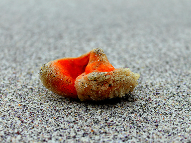 The morphologically simple sea sponge is the common ancestor of all animals: Study The morphologically simple sea sponge is the common ancestor of all animals: Study