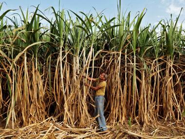 Sugar output up 2.1% at 7.05 mn tonnes till 15 Dec; annual production likely to decline in 2018-19