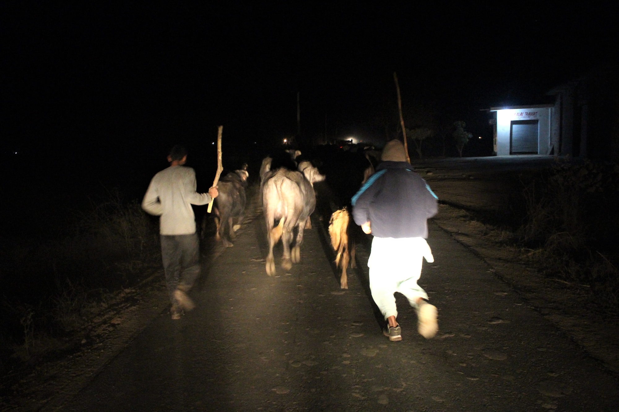 Residents who had stayed back, ran with their livestock towards safer areas, avoiding the light so that the soldiers from across the border don’t target them. Image by Sameer Yasir.
