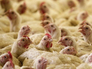 Bird flu scare in Bengaluru: 900 fowls culled after H5N1 avian influenza virus is detected; Karnataka govt starts awareness campaign Bird flu scare in Bengaluru: 900 fowls culled after H5N1 avian influenza virus is detected; Karnataka govt starts awareness campaign